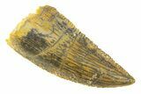 Serrated, Raptor Premaxillary Tooth - Real Dinosaur Tooth #285179-1